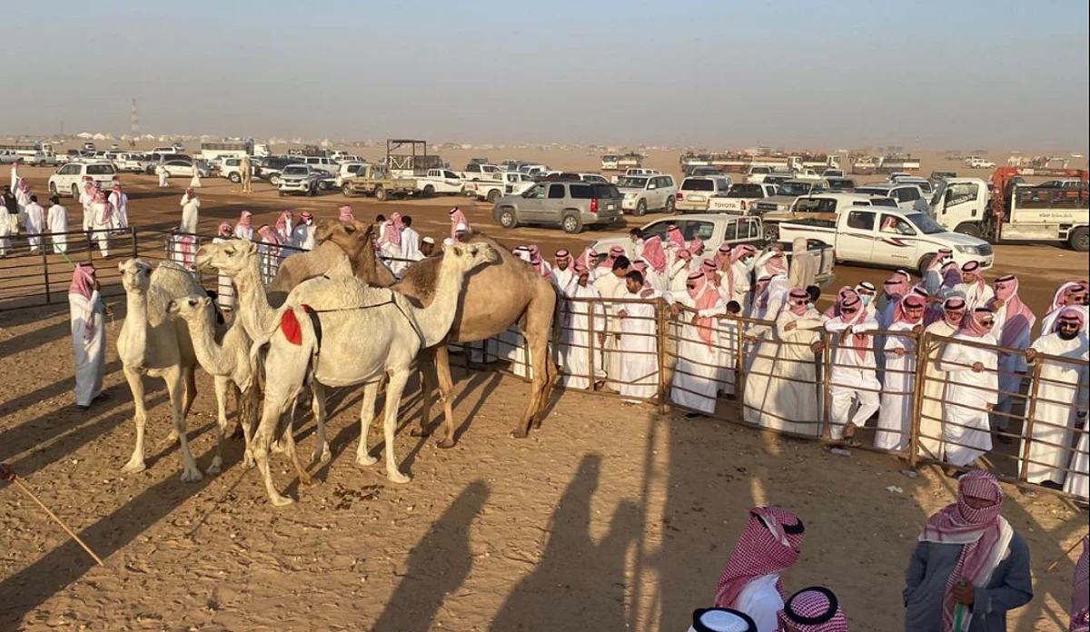 مهرجان مزاد الإبل بضرية - أرشيفية