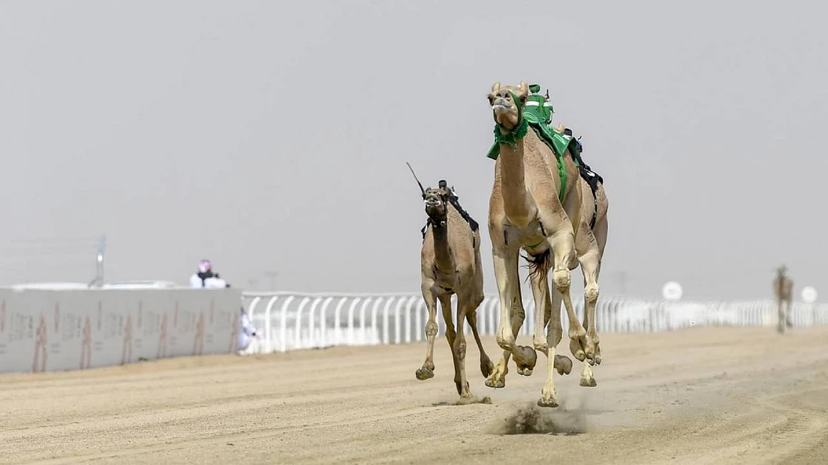 غدًا.. 2500 مطية تُشعل الصراع على كأس الاتحاد السعودي للهجن