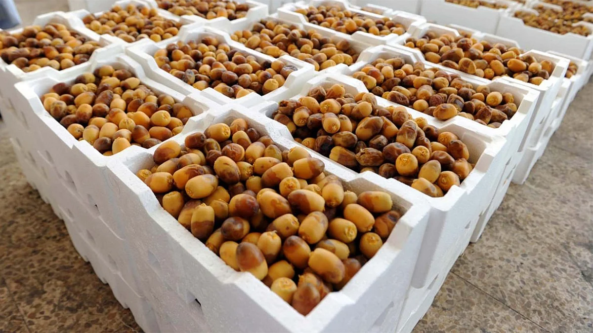 سوق التمور بالمدينة المنورة.. استثمار زمني ناجح لفترات المزاد