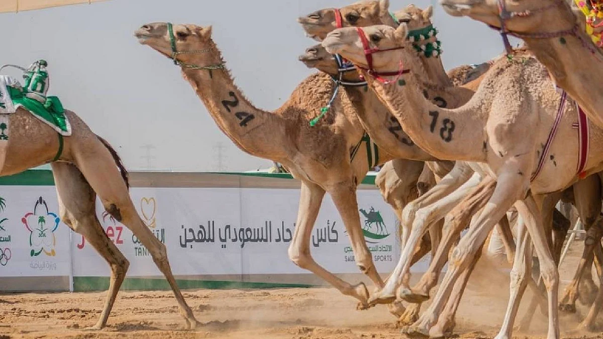 «الهجن» يُسدل الستار عن أول الكؤوس في رزنامة الموسم الجديد