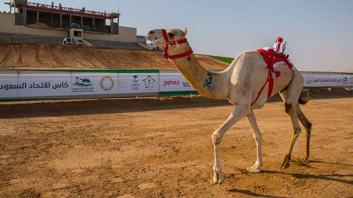 منافسات كأس الاتحاد السعودي للهجن تختتم بـ10 أشواط