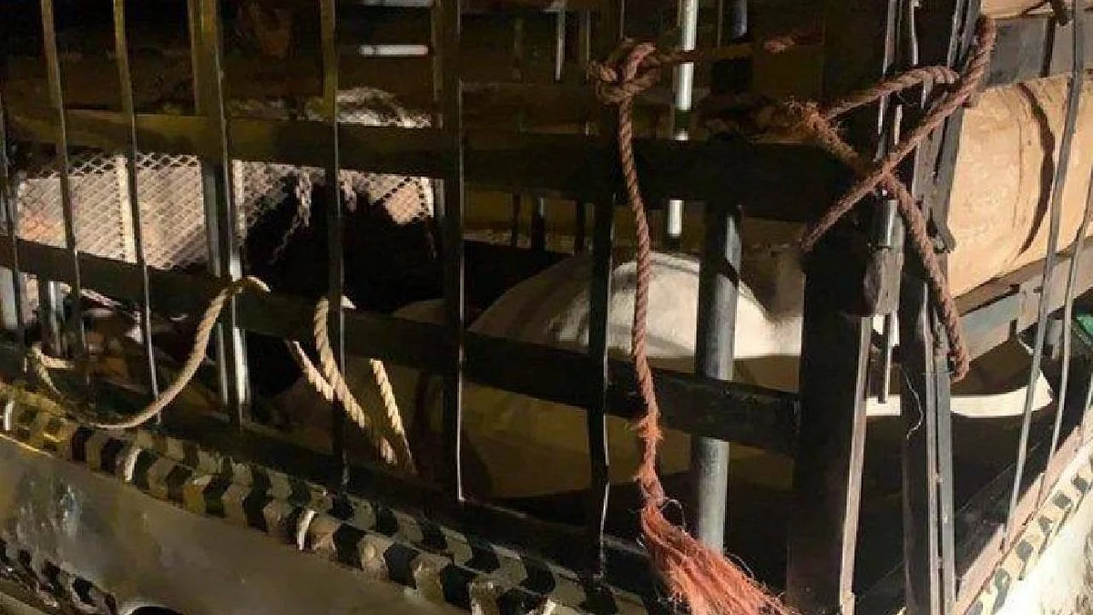 ضبط سيارة بها ثور نافق قبل تسويقه في بيشة
