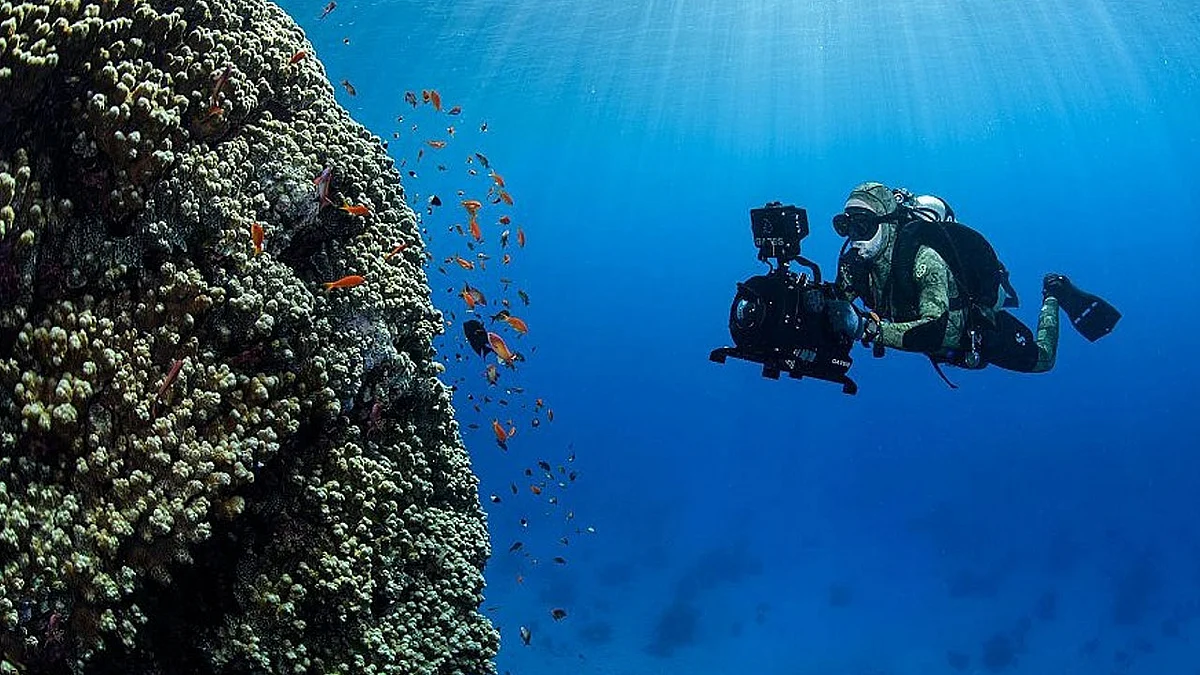 بالصور.. نيوم تعلن اكتشاف كائنات بحرية عملاقة ونادرة وجزر جديدة شمال البحر الأحمر