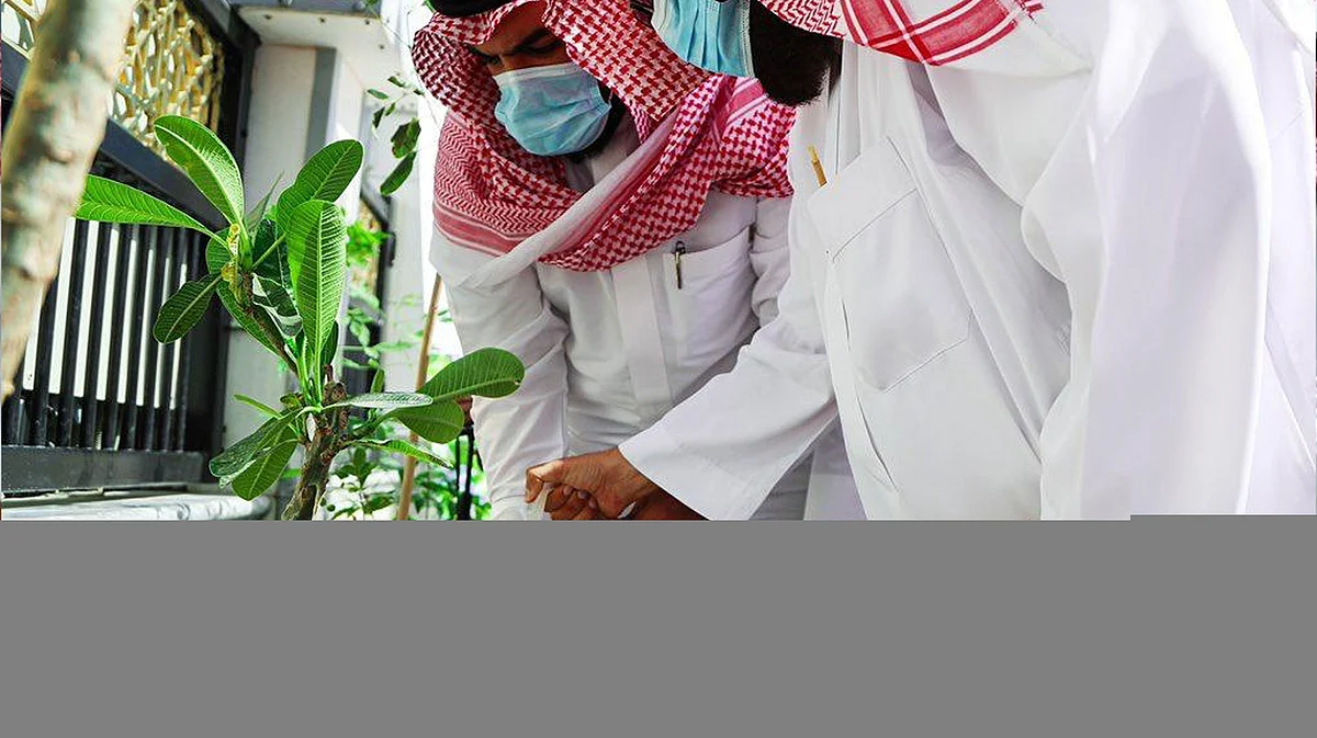 «شؤون الحرمين» تعلن عدة فعاليات تستهدف تشجير المناطق المحيطة بالرئاسة