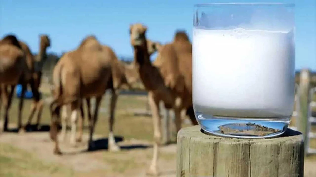 هل «حليب الخلفات» يسبب زيادة الوزن؟ استشاري يجيب