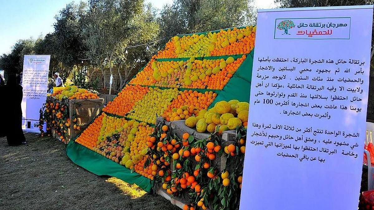 للخروج من عباءة القمح.. حائل تطلق مهرجانًا للحمضيات