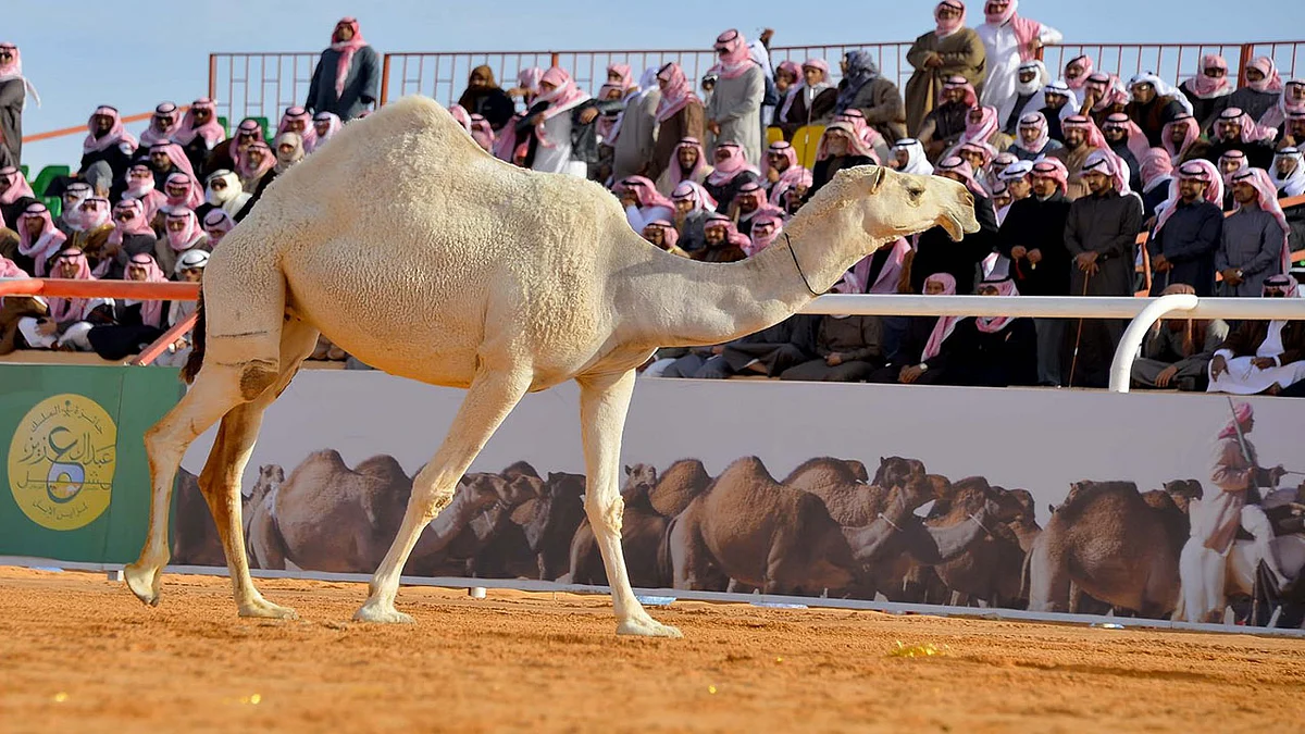 مهرجان الملك عبدالعزيز للإبل