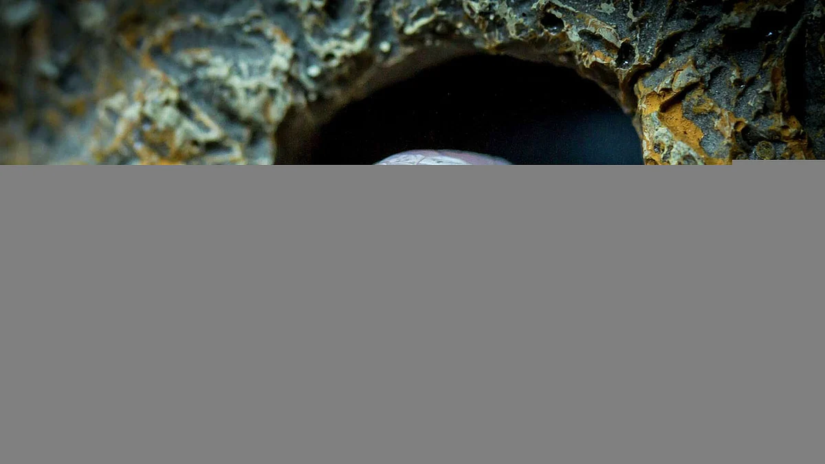 بالصور.. اكتشاف نوع جديد من الأفاعي في هذه الدولة