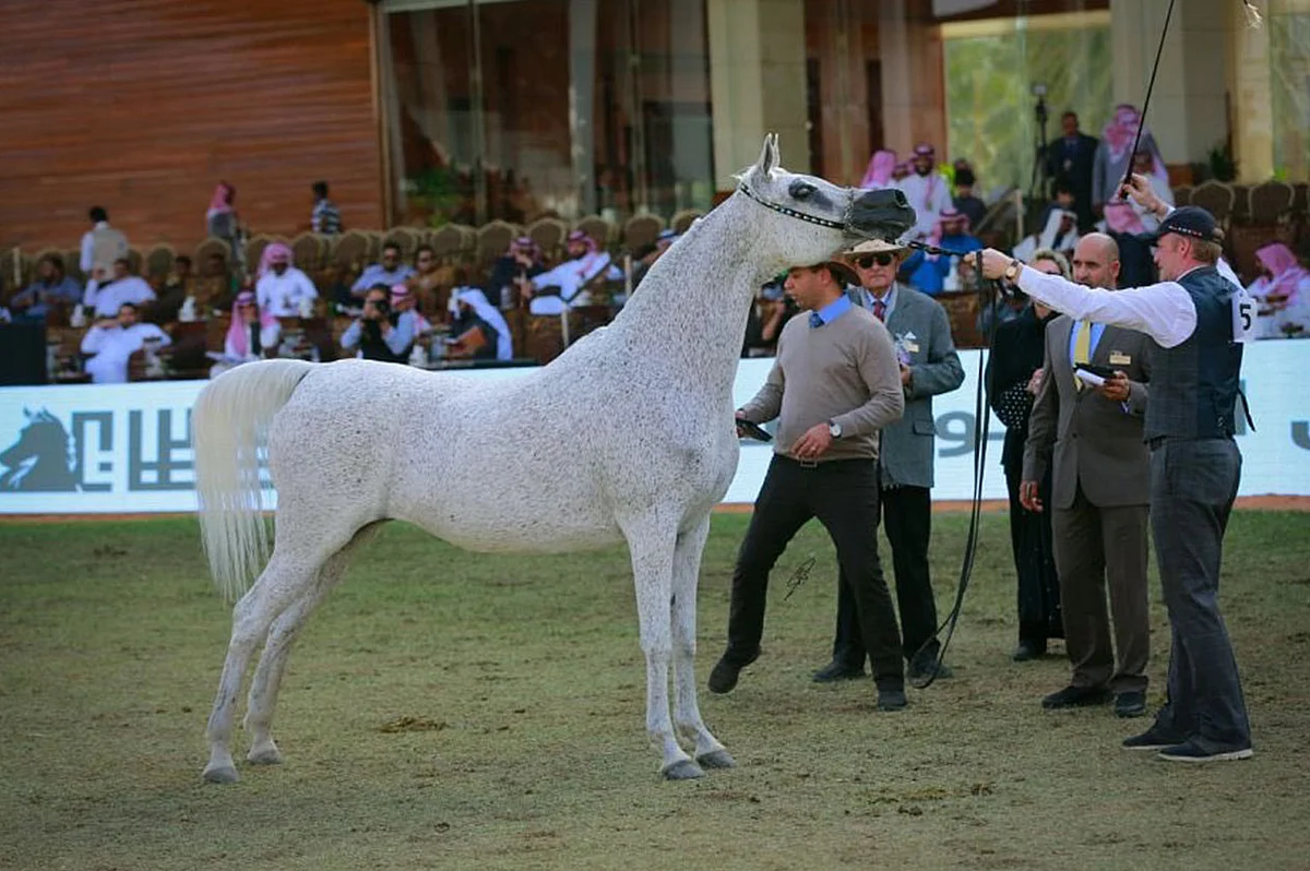 منافسات قوية في ثالث أيام مهرجان الأمير سلطان بن عبدالعزيز العالمي للجواد العربي