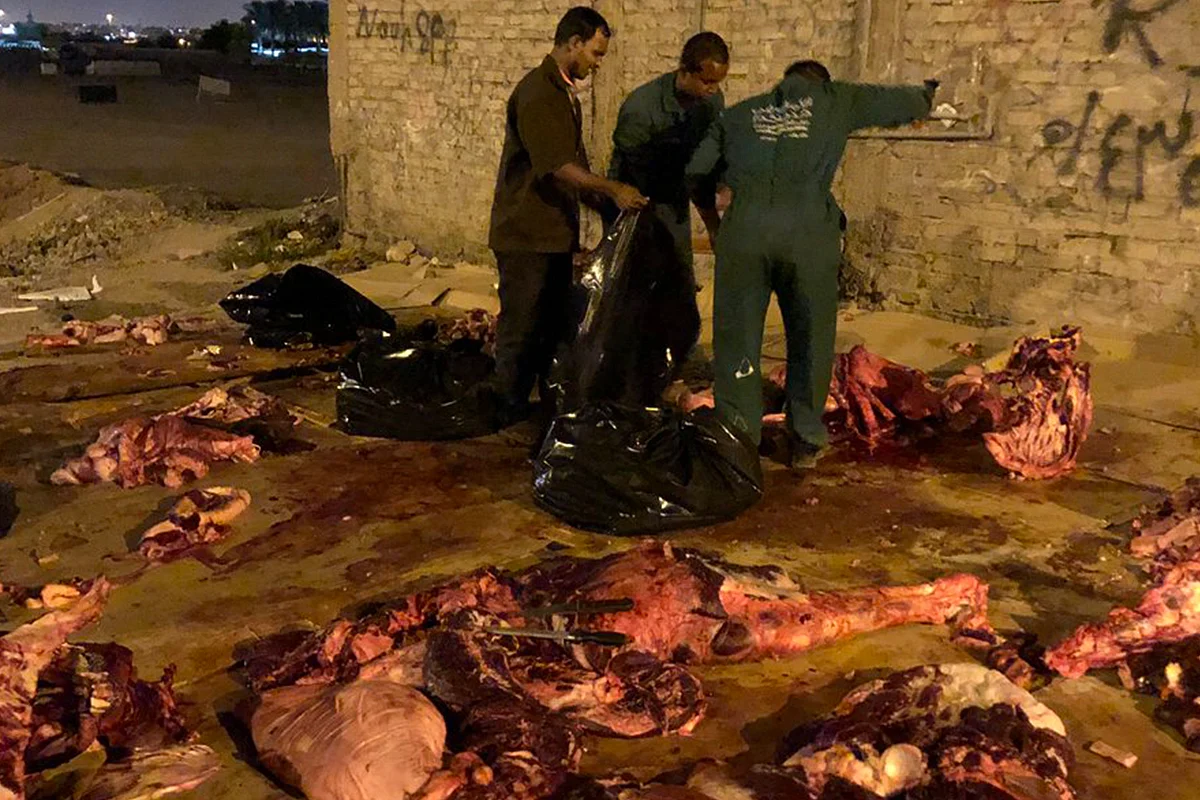بالصور.. ضبط عمالة مخالفة تذبح وتوزع «الإبل المريضة» بالمدينة المنورة