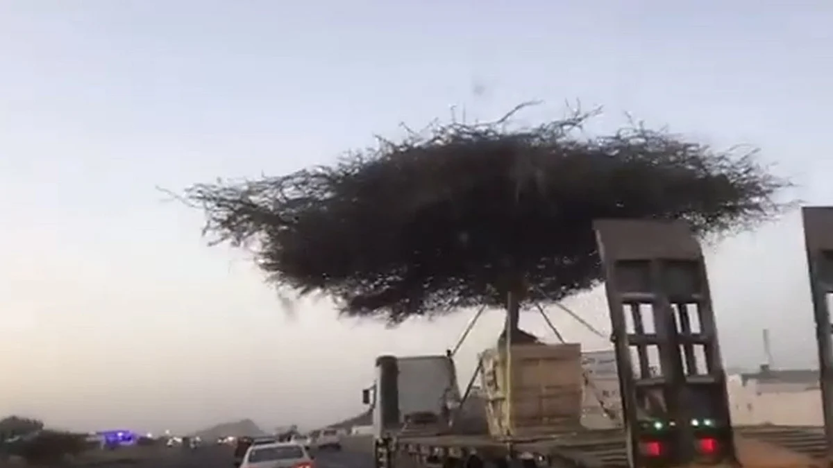بالفيديو.. الزحف العمراني يحرّك شجرة السمر في المدينة المنورة