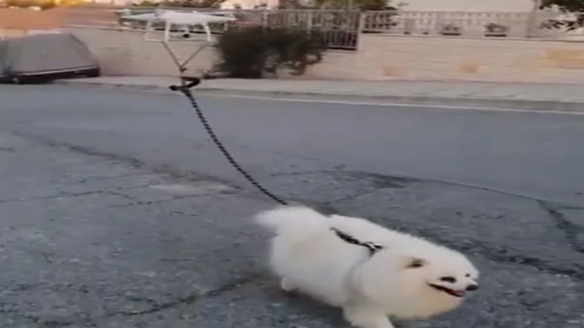 فيديو.. قبرصي يخضع للحجر الصحي بسبب كورونا يستعين بطائرة مسيرة لإخراج كلبه للتنزه
