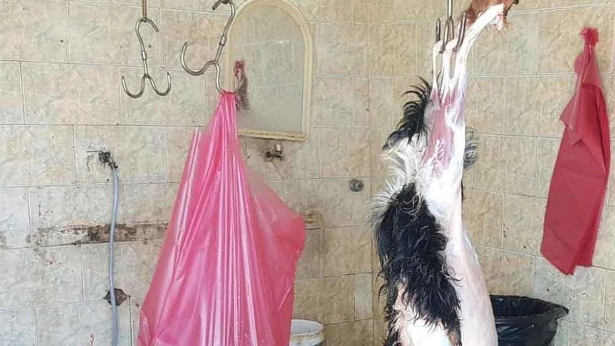 ضبط مطبخ عشوائي للذبح غير النظامي جنوب مكة