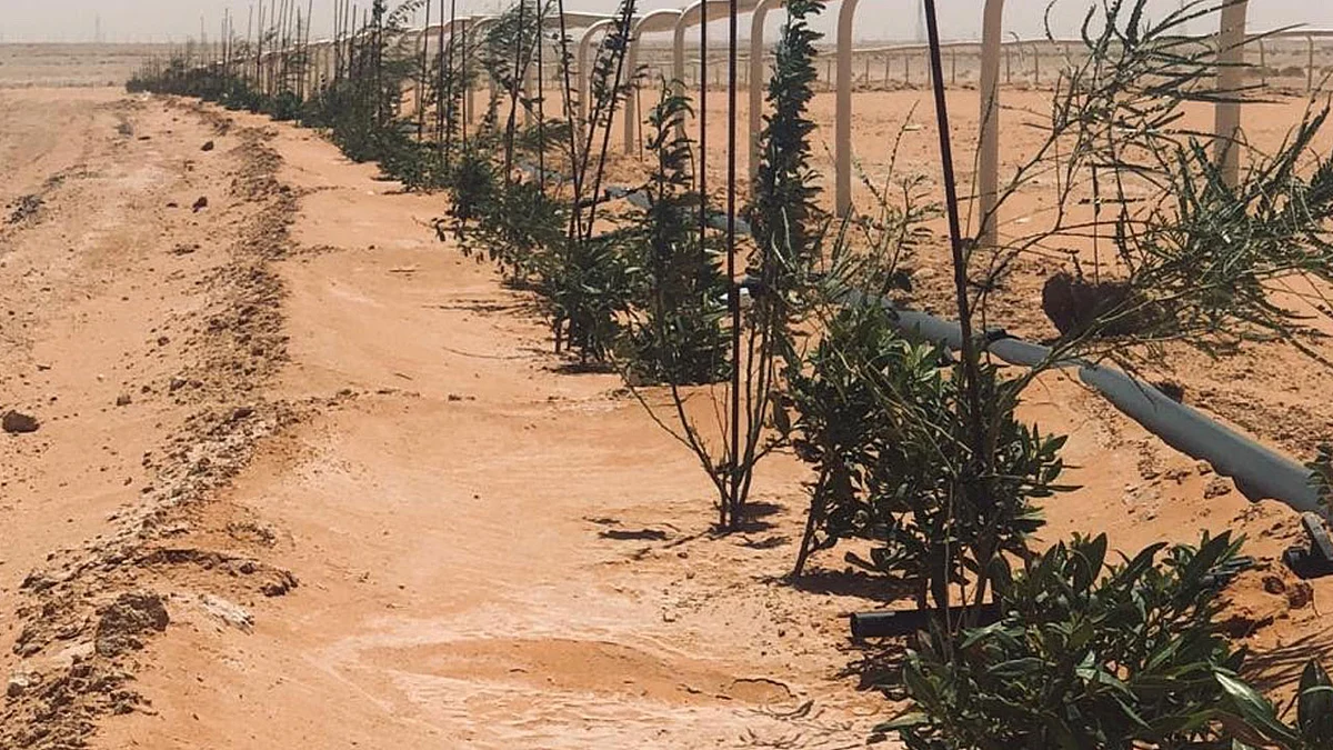 بالصور.. «بلدية القصب» تغرس 4600 شجرة بالعكرشية وميدان الفروسية