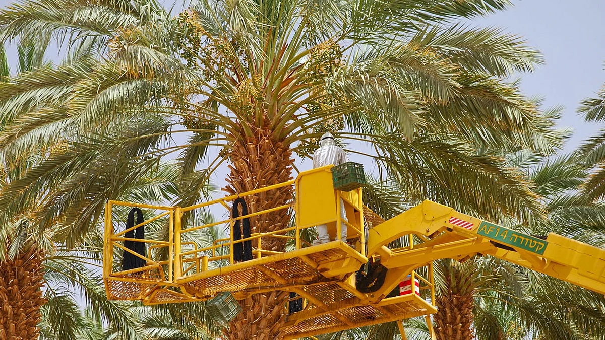 1.7 مليون نخلة تحصل على علامة «التمور السعودية»