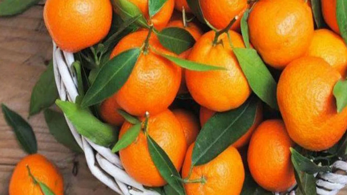 أطباء يحددون عدد حبات اليوسفي المسموح بتناولها يوميًّا
