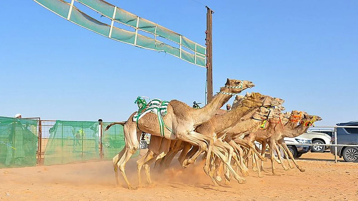 بالصور.. ميدان الهجن بالقصيم ينظِّم سباقه السادس وسط حضور جماهيري