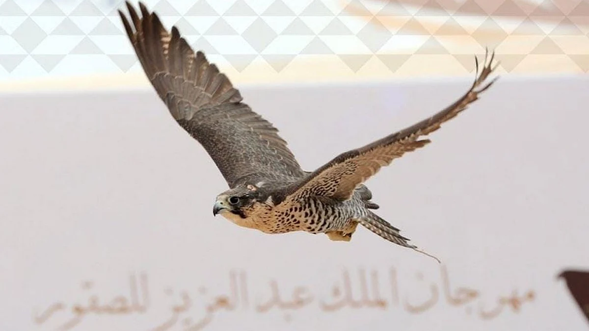 ختام مهرجان الصقور بمنافسة قوية على كأس الملك عبدالعزيز