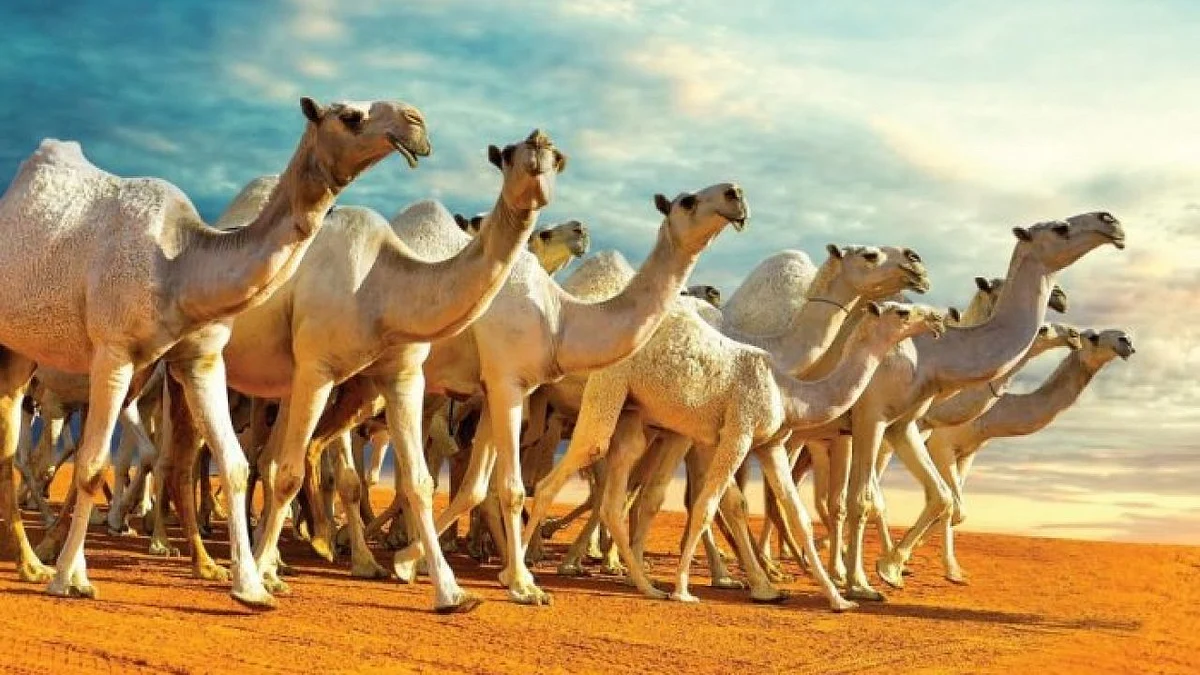 مهرجان الملك عبدالعزيز للإبل