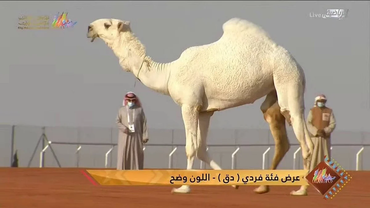 الدوسري يتربع على عرش «فردي دق» لون «الوضح» بمهرجان الإبل