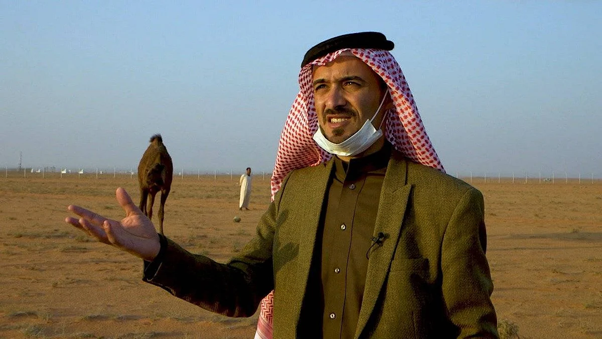 3 عقود من الغياب.. إبل العراق تُزيَّن منافسات «المزاين»
