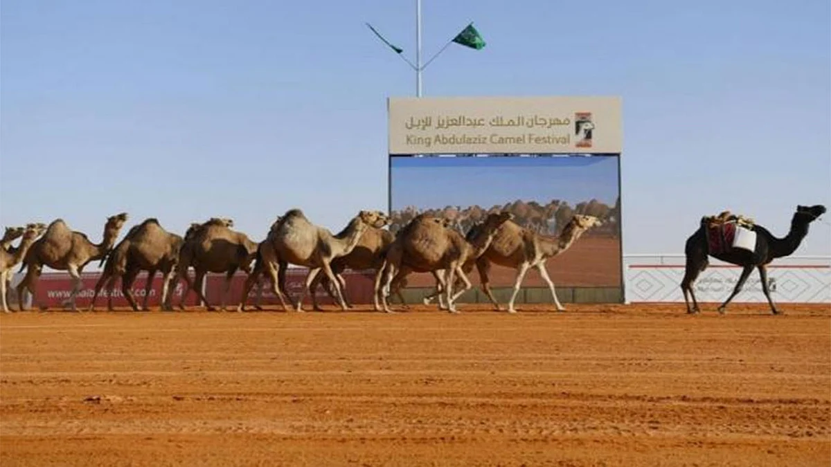 مهرجان الملك عبدالعزيز يُعلن الجدول المُحدث لمنافسات الإبل