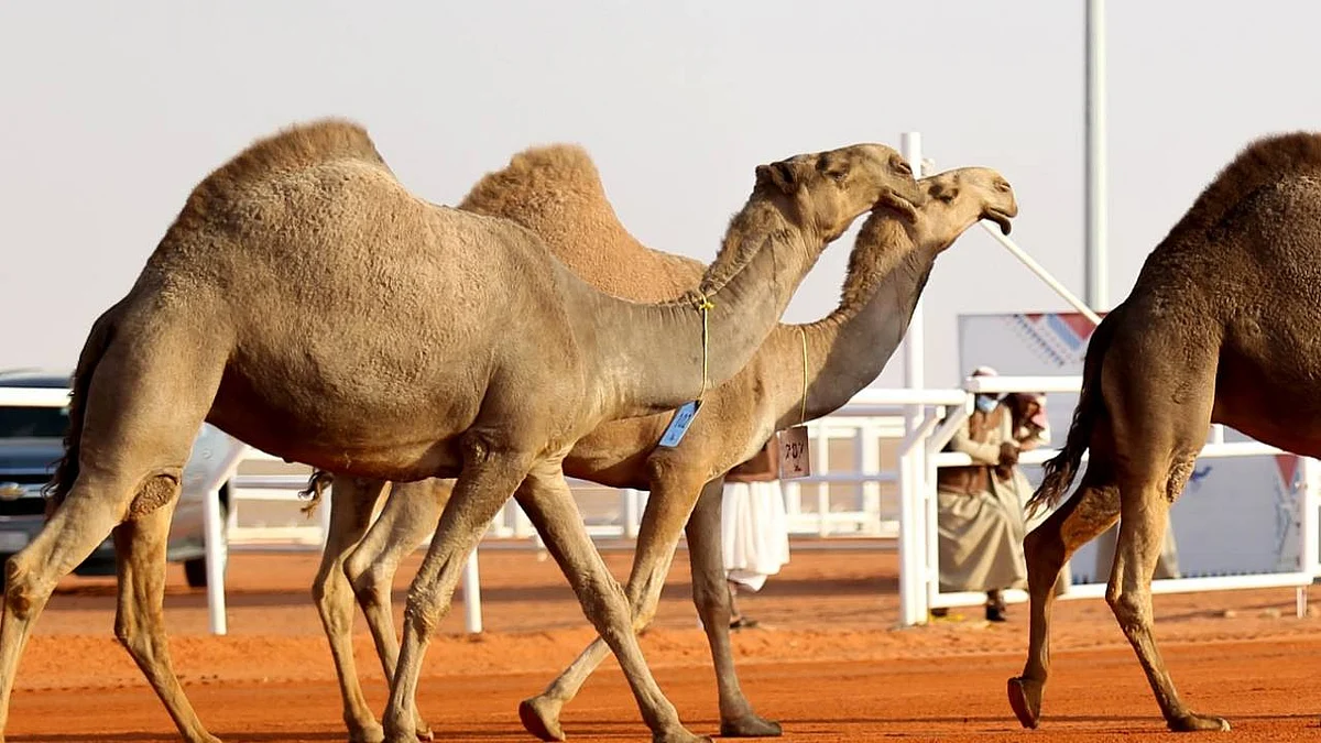 حنس العتيبي يحتكر لقب «فردي جل» لون «الشعل» في مهرجان الإبل