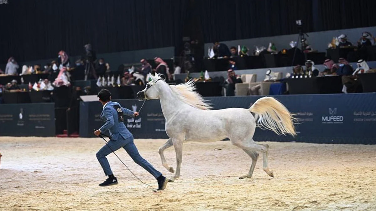 400 خيل عربية أصيلة تواصل التألق على مضمار «كحيلة» بالرياض