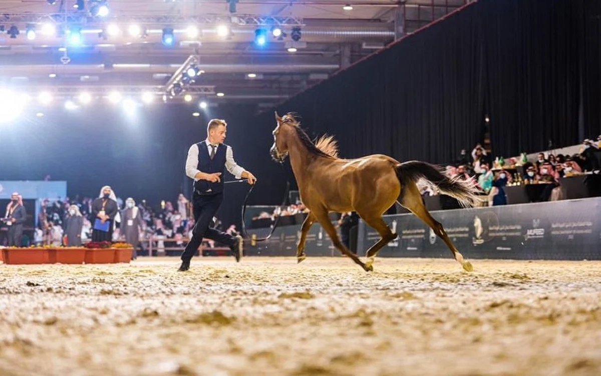 وسط حضور جماهيري.. اختتام بطولة المملكة لجمال الخيل العربية الأصيلة
