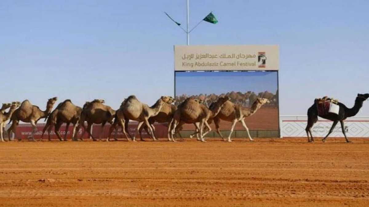 مذكرة تعاون بين «الدولية للإبل» وجامعة الملك فيصل