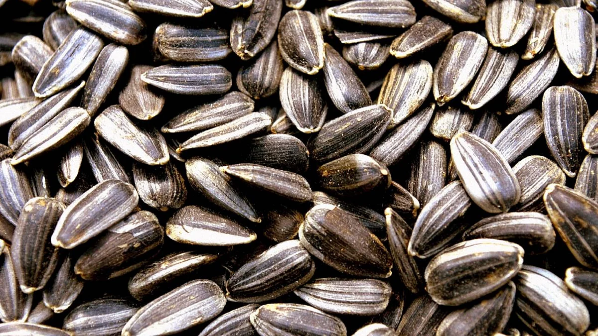النمر يحذر مرضى ضغط الدم من تناول «الفصفص المالح»