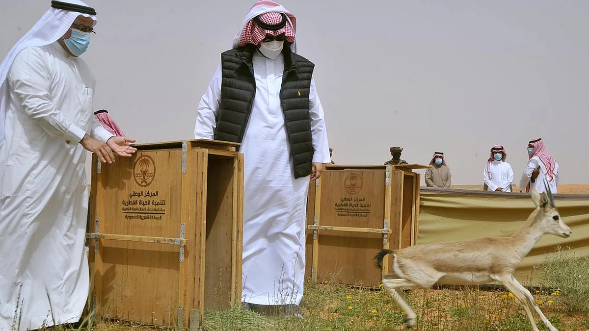 بالصور.. إطلاق ظباء الريم بمحمية الإمام تركي بن عبدالله الملكية