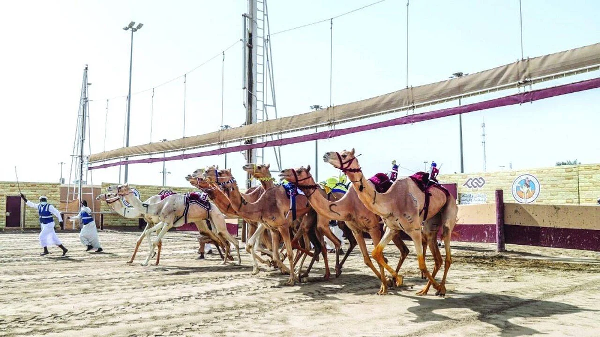 الهجن السعودية تحتكر صدارة «رموز اللقايا» في مهرجان أمير قطر