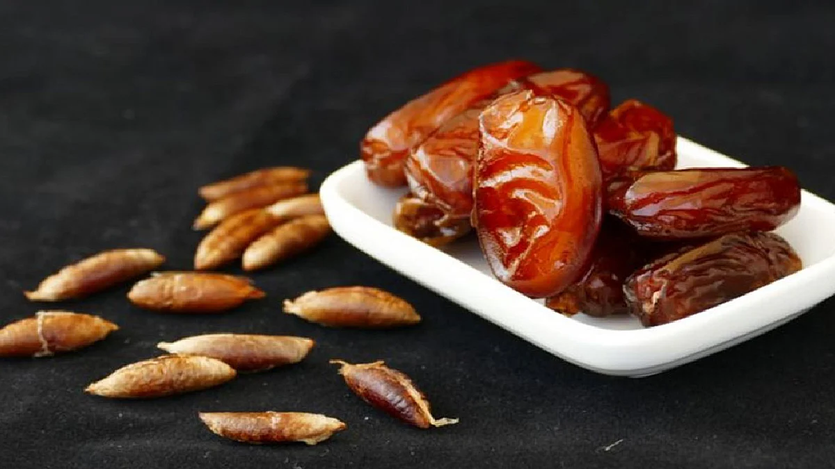 نواة التمر.. غذاء مفيد و«دواء سحري» في رمضان