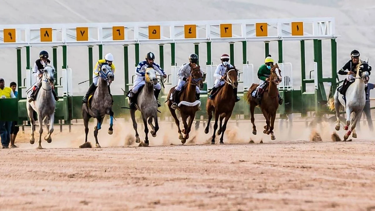 67 جوادًا تقص شريط سباقات «الخيل العربي» بالباحة