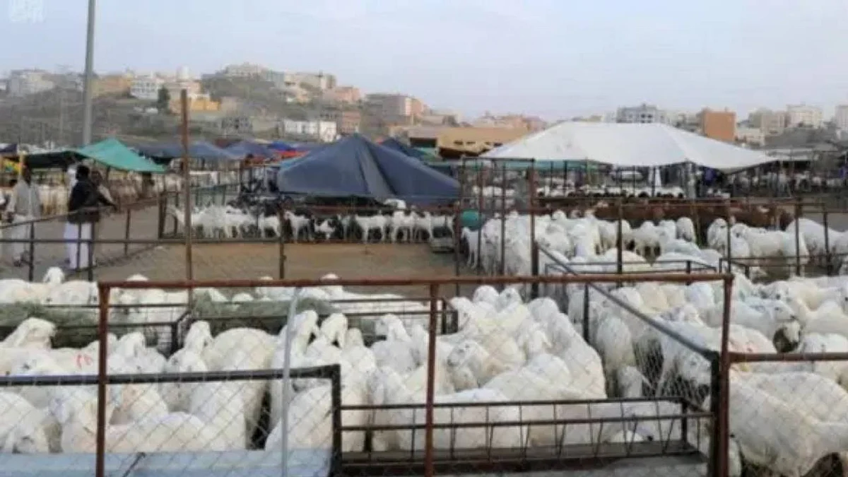 مشروع المملكة للإفادة من الهدي والأضاحي يوزع 3 آلاف ذبيحة في أذربيجان