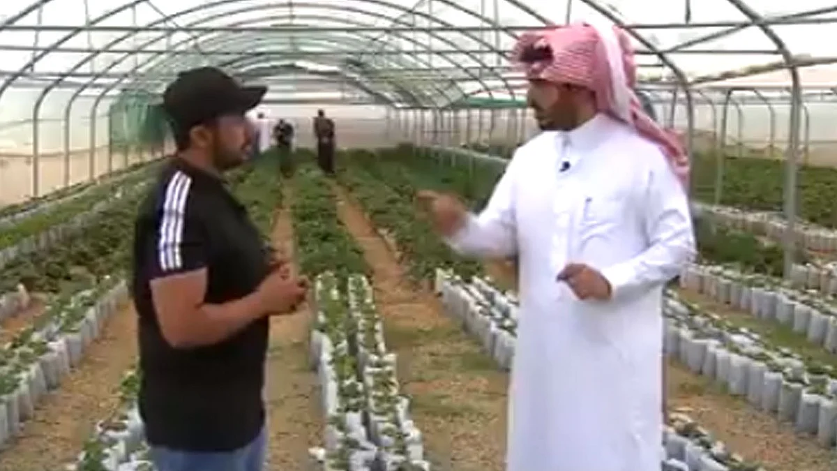 بعد فشل 3 سنوات.. قصة شاب بات يقود دفة إنتاج الفراولة بعسير