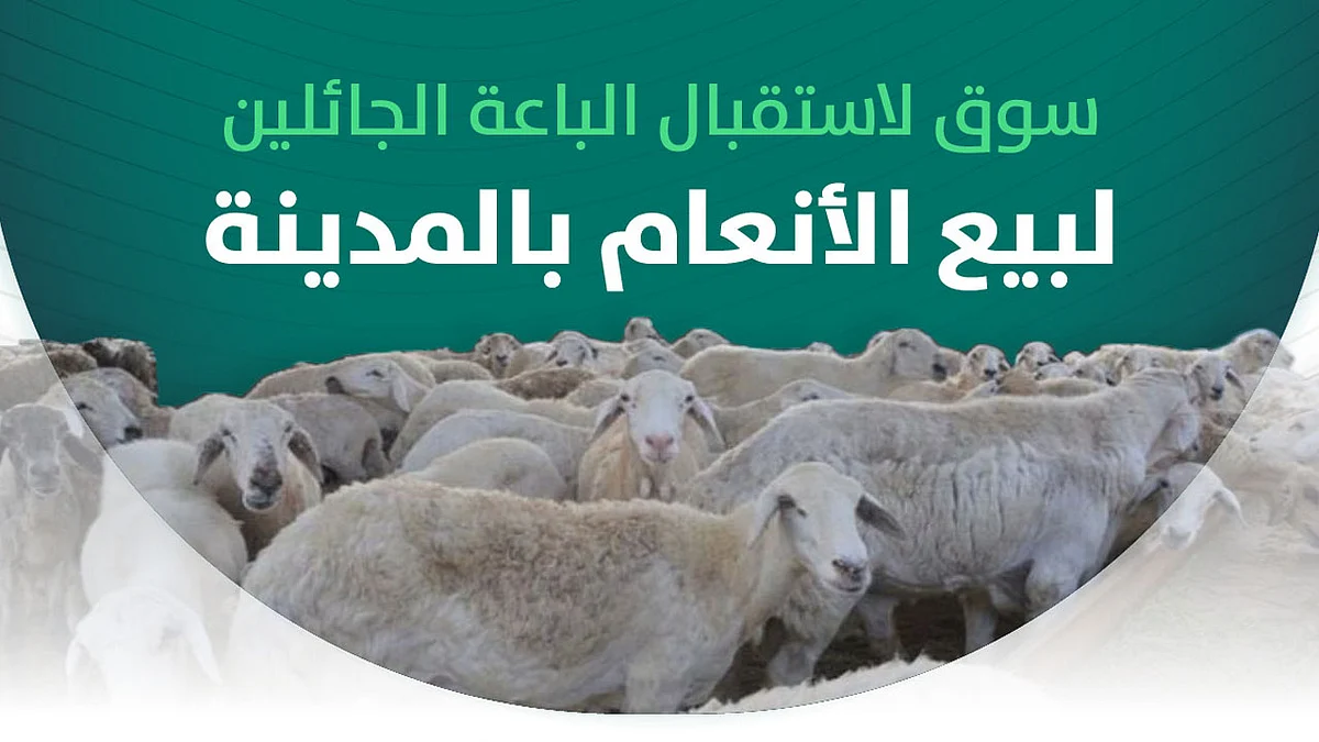 أمانة المدينة تستحدث سوقاً مؤقتة للأنعام خلال عيد الأضحى