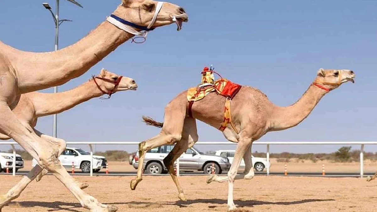 الاتحاد السعودي للهجن: بدء التسجيل في جائزة سيف ولي العهد للنقاط