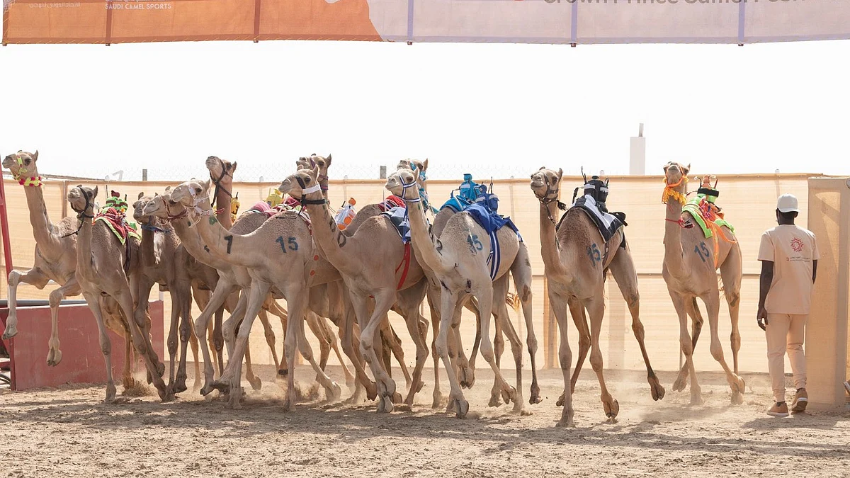 انطلاق مهرجان ولي العهد للهجن في نسخته الثالثة بالطائف