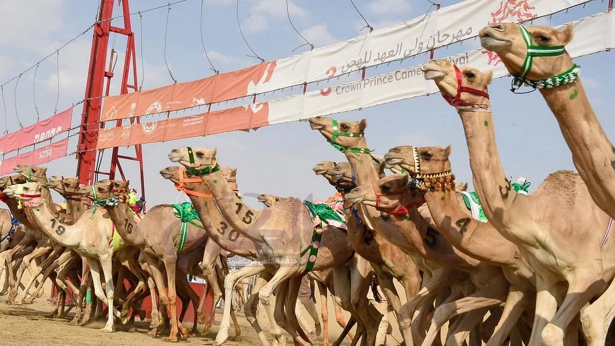«تكتيك احترافي» لفوز الركّابة بماراثون الهجن بالطائف