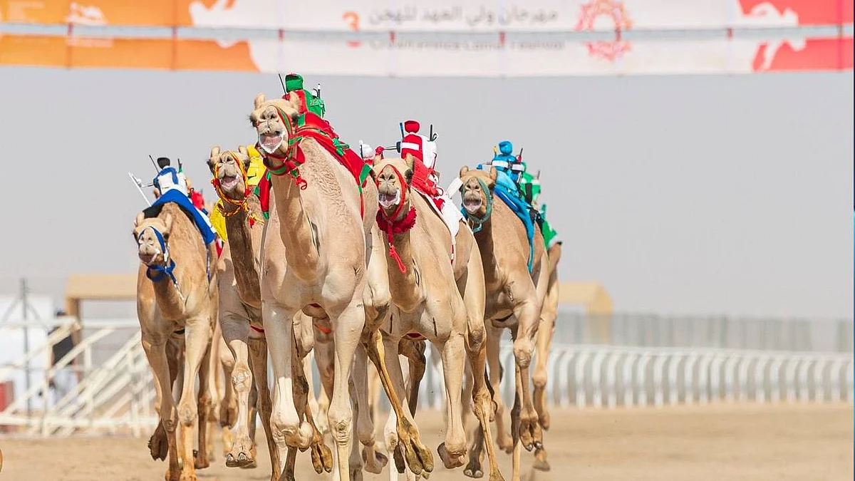 204 أشواط تشعل الصراع في مهرجان ولي العهد للهجن