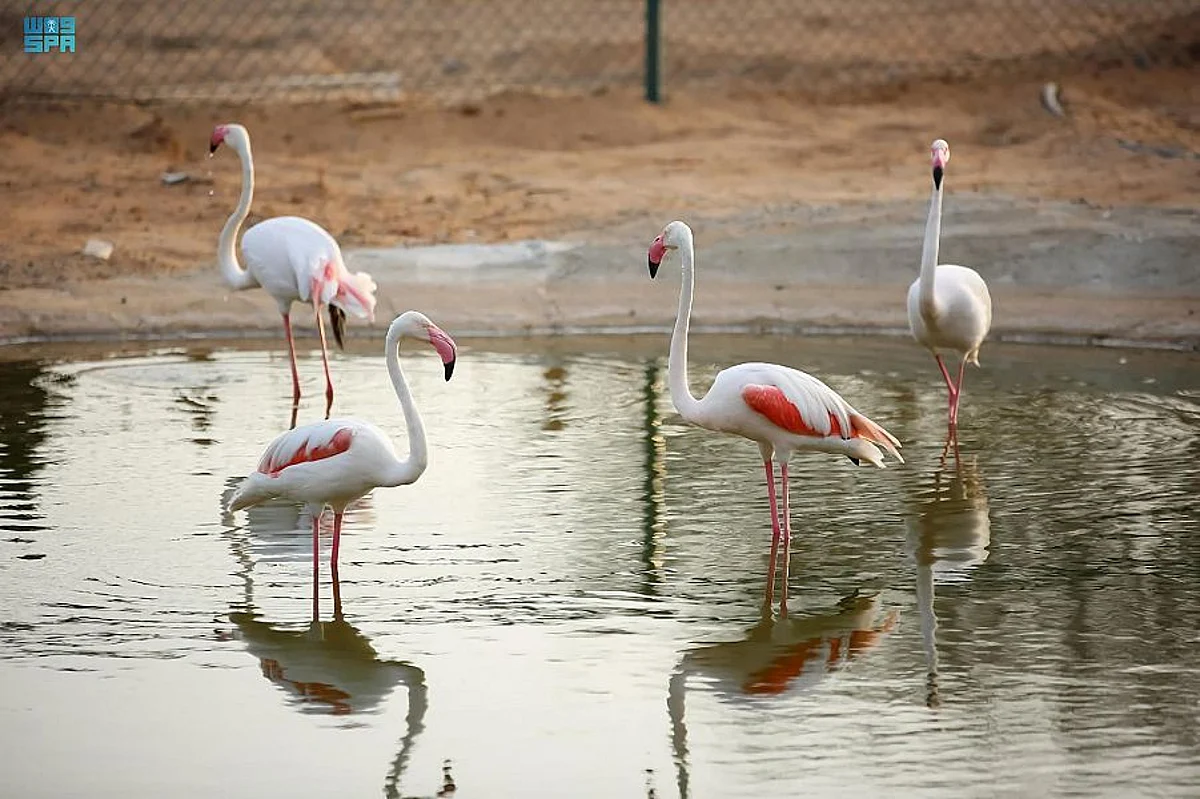 “Jeddah Jungle” Dazzles Jeddah Season Visitors with 12 Activities