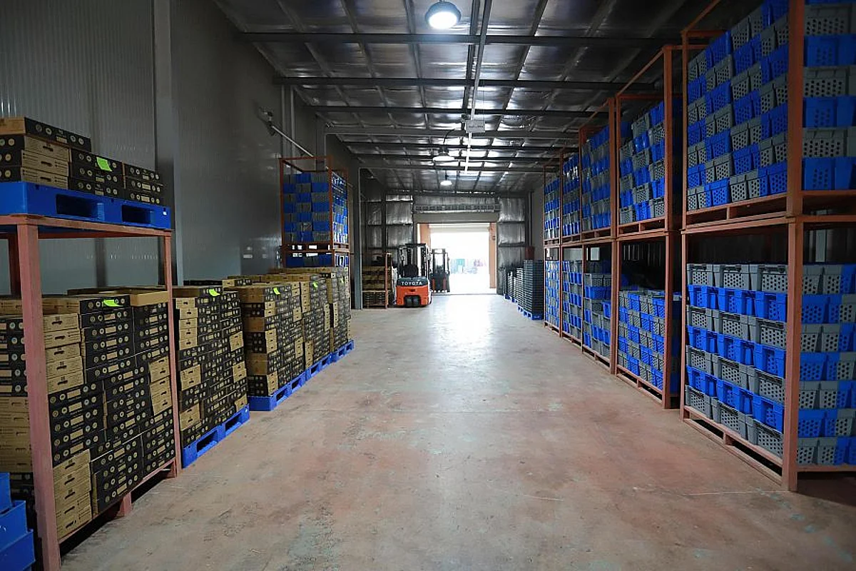 Saudi Arabia Ranks First Globally in Exporting Dates in 2021 with Value Exceeding SAR 1 Billion