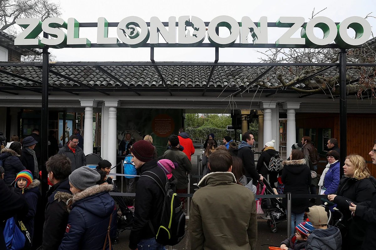 Customers queue to enter London Zoo following a fire which broke out at a shop and cafe at the attraction, in London