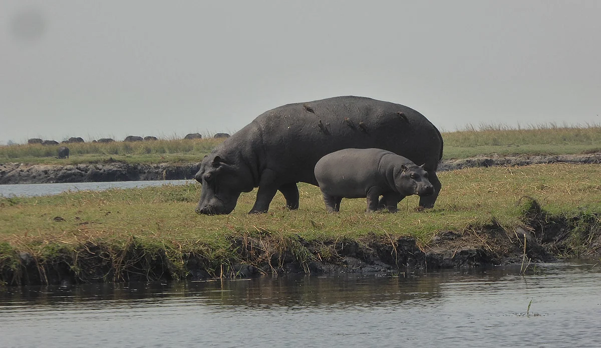 Sharks, elephants and precious wood in balance at wildlife talks