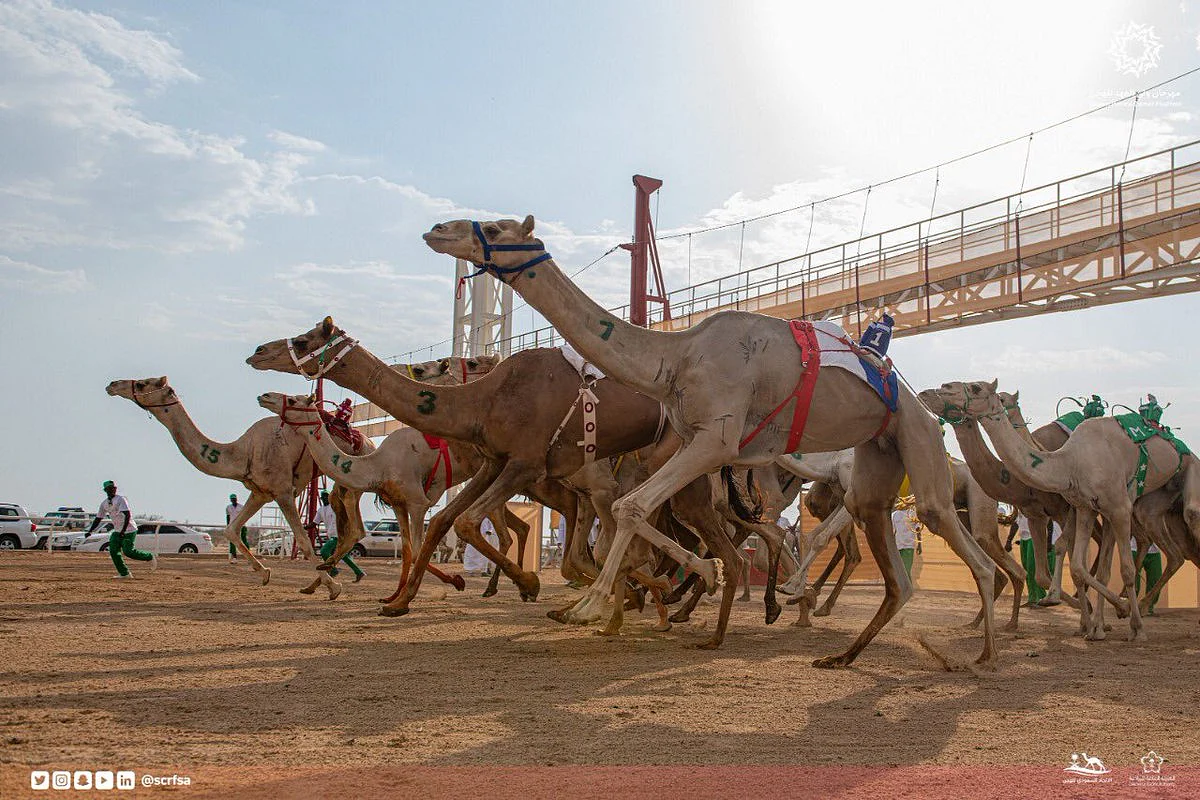 France take part in international runs at Crown Prince Camel Festival with Louvre Camel