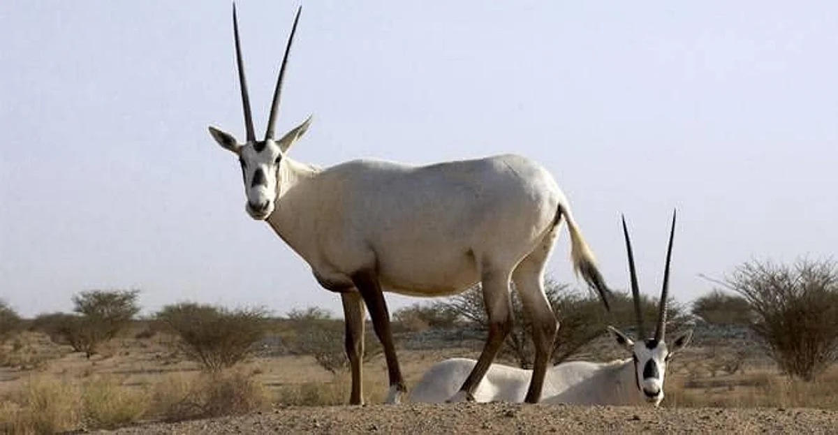 Saudi Health Ministry warns from contact with animals amid Corona’s breakout