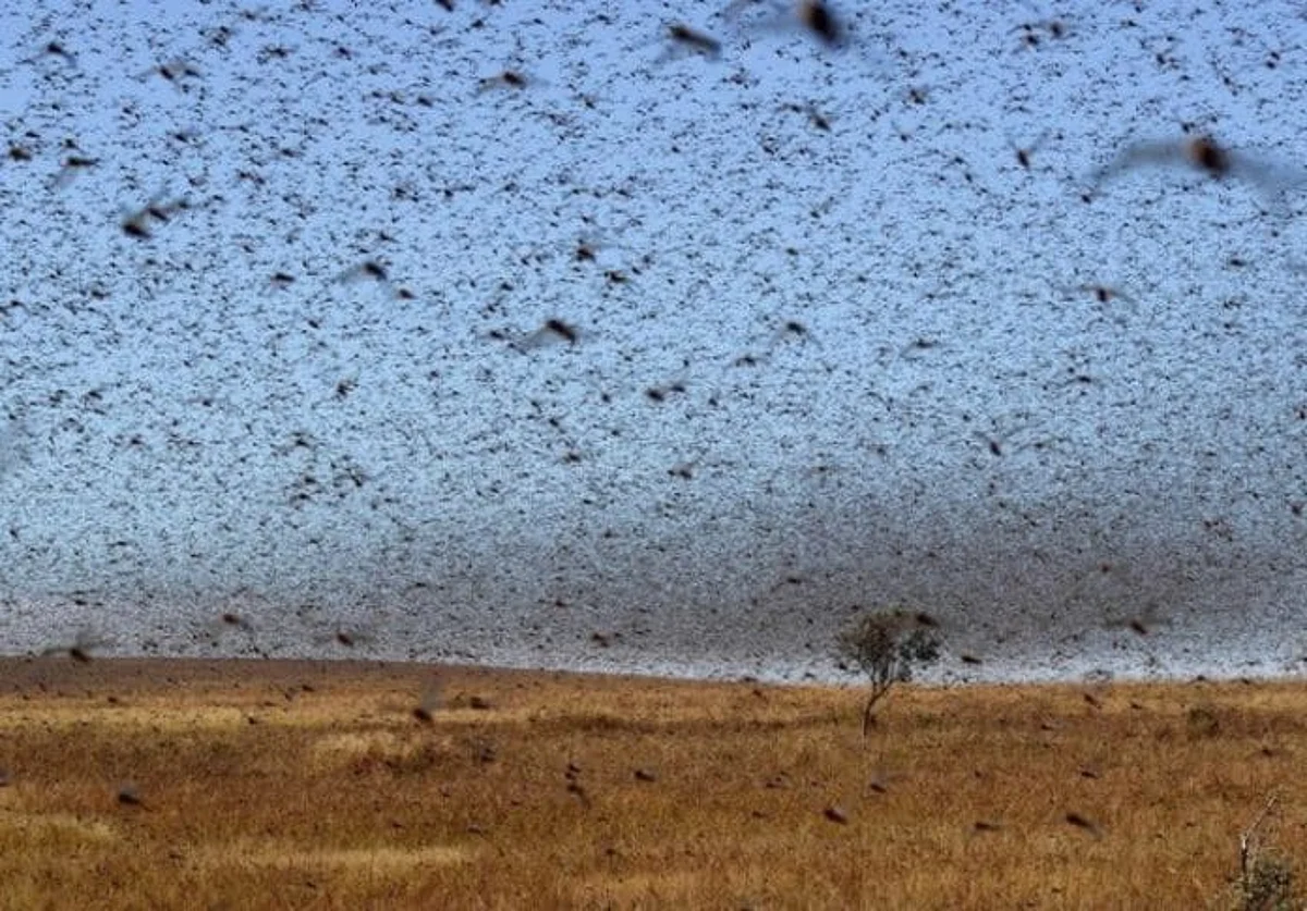 Desert locusts’ situation under control in KSA