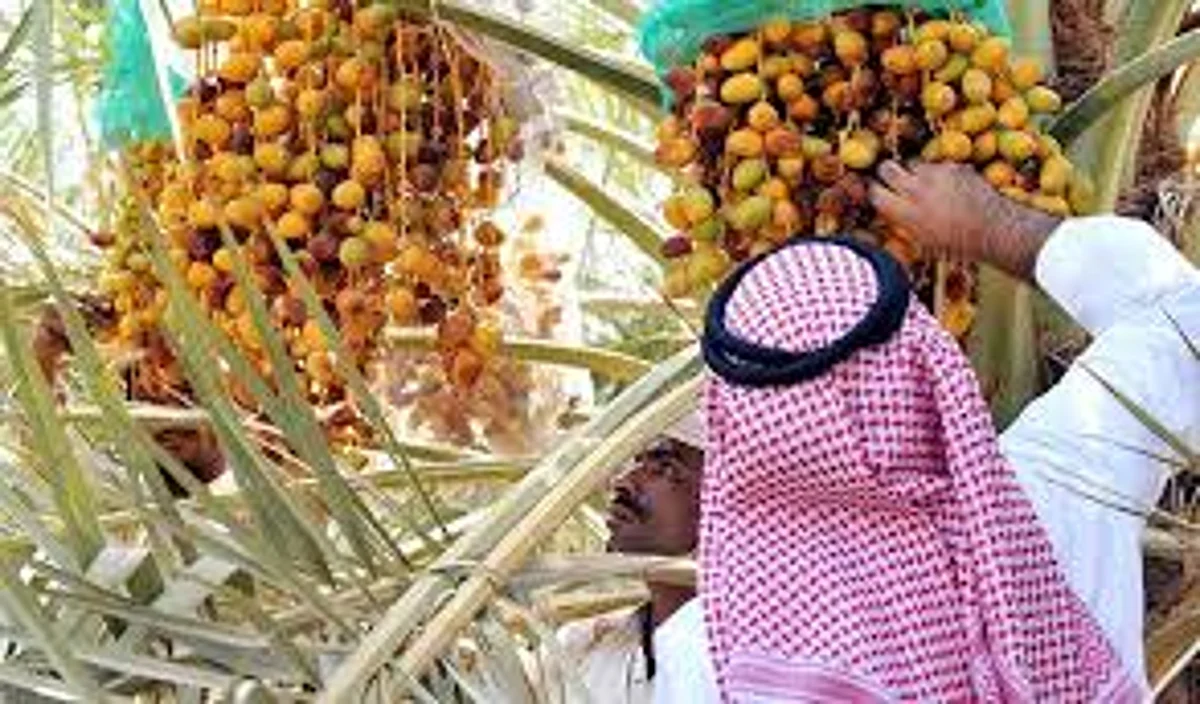 Saudi Arabia second largest producer of dates with 17% of global share